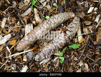 Brewer Fichte Kegel aka Brewer es weinend Fichte, Picea Breweriana, Tannenbäumen Stockfoto