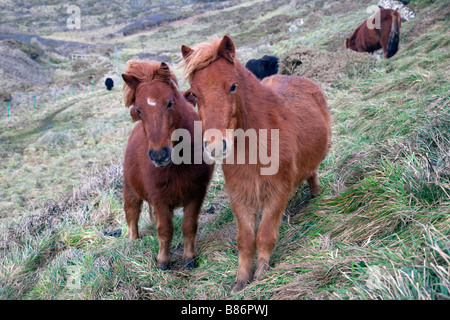 Shetland-Ponys Weiden Caerthillian natürliche England cornwall Stockfoto