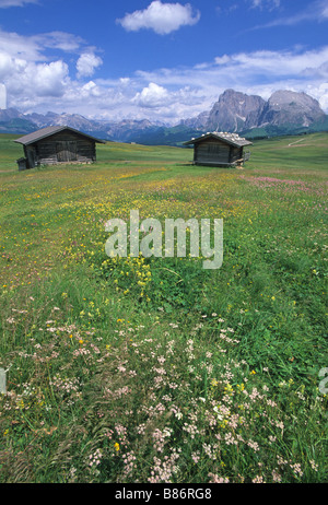 Elk176 1920v Italien Dolomiten Alpe di Susi Seiser Alm Almwiese mit Sasso Lungo Stockfoto