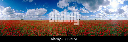 Panorama-Bild eines Feldes mit blühender Mohn in Brandenburg, Deutschland Stockfoto