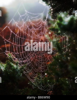 Ein Spinnen-Netz bedeckt im frühen Morgentau.  Nebligen Herbst / Wintermorgen im New Forest, Hampshire. VEREINIGTES KÖNIGREICH. Stockfoto