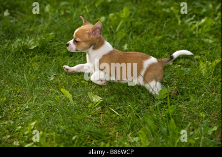 halbe Rasse Hund Welpen - läuft auf Wiese Stockfoto