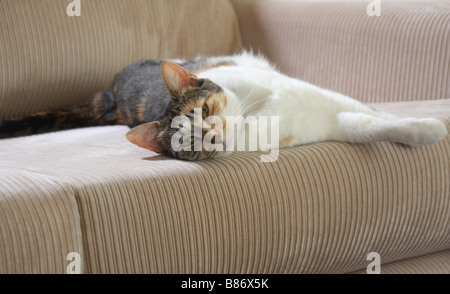 Hauskatze, ausgestreckt auf dem sofa Stockfoto