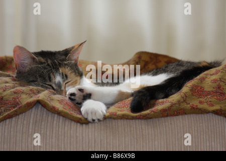 die Katze schläft auf dem Rücken eines Sofas Stockfoto
