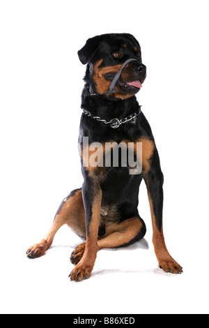 Rottweiler Guard Dog einzelne Männchen sitzen Studio Stockfoto