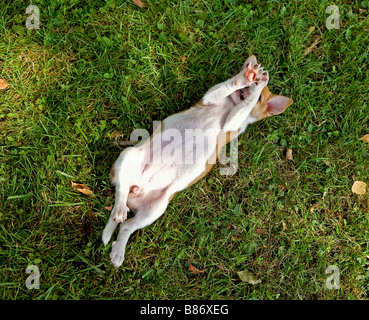 halbe Rasse Hund Welpen - auf der Wiese liegend Stockfoto