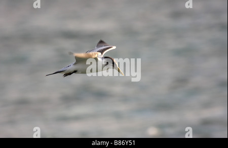 Juvenile crested Tern im Flug Stockfoto