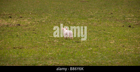 Einzelnes Ferkel im Feld wegsehen von Kamera Stockfoto