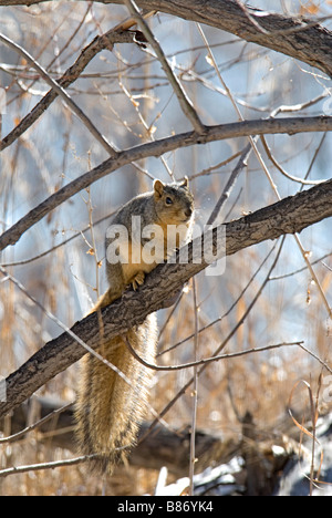 Eastern Fox Eichhörnchen (sciurus Niger) im Winter, Lakewood, Colorado USA Stockfoto