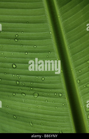 Wassertropfen auf einem Bananenblatt Stockfoto