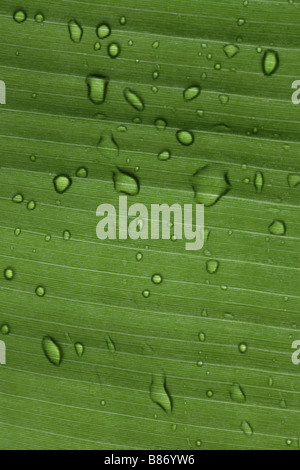 Wassertropfen auf einem Bananenblatt Stockfoto