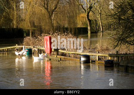 Eine Gruppe von Gänsen genießen die Fluten aus dem Fluss Blackwell in Essex, die fast bis an die Spitze von einem Abfallbehälter Stockfoto