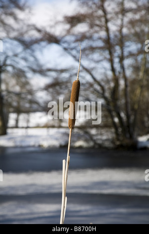 ein einsamer Uferzonen vor dem Hintergrund von einem zugefrorenen See und Bäumen Stockfoto