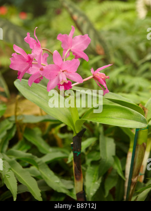 Orchidee. Los Angeles County Arboretum und Botanischer Garten, Los Angeles, Kalifornien, USA. Stockfoto
