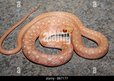 BUFF gestreiften KEELBACK Amphiesma Stolatum nicht-giftige, gemeinsamen. Eng verwandt mit Wasserschlangen. Panvel, Maharashtra, Indien Stockfoto