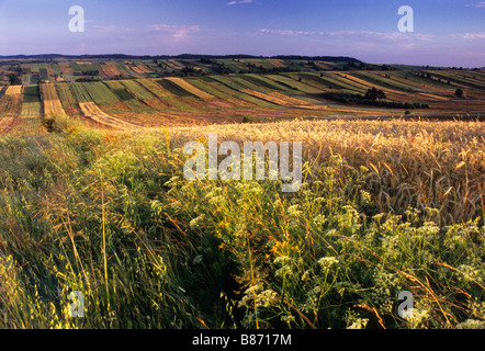 Bio-Bauernhof-Feldern gemusterter polnischen Landschaft Landschaft Stockfoto