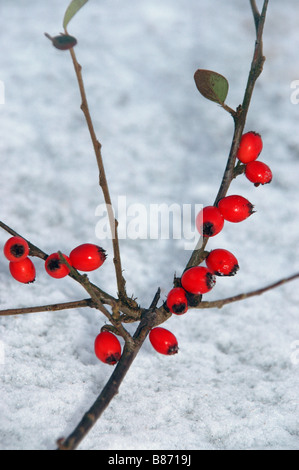 Ein Zweig der Beeren liegt oben auf dem Schnee. Stockfoto