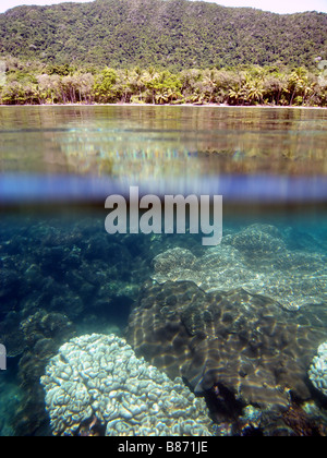 Korallenriff Farbsäume Regenwald Strände von Daintree Nationalpark Nord-Queensland-Australien Stockfoto