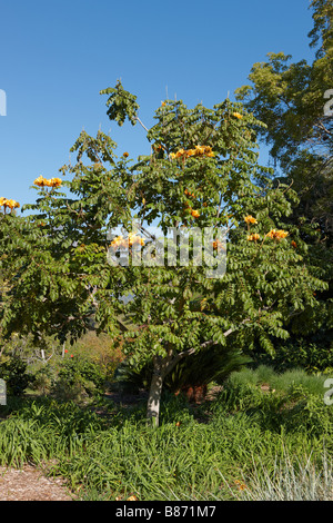 Gelbe afrikanischen Tulpenbaum. Los Angeles County Arboretum und Botanischer Garten, Los Angeles, Kalifornien, USA. Stockfoto