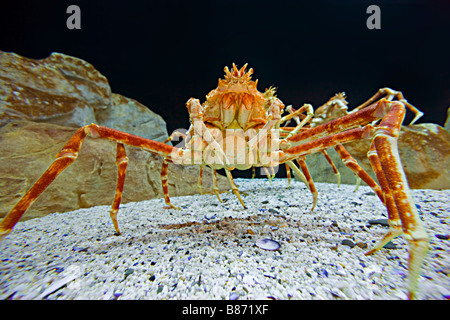 Der Riese japanische Seespinne (Macrocheira Kaempferi) Stockfoto