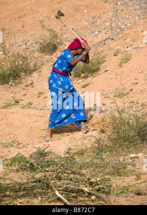 Dorf-Frau arbeitet im Bereich Rajasthan Indien Stockfoto