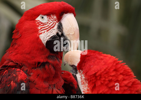 Nahaufnahme eines Paares von südamerikanischen Aras Stockfoto