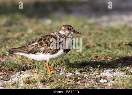 Ruddy Steinwälzer, Arenaria Interpres, alleinstehende Erwachsene Stockfoto