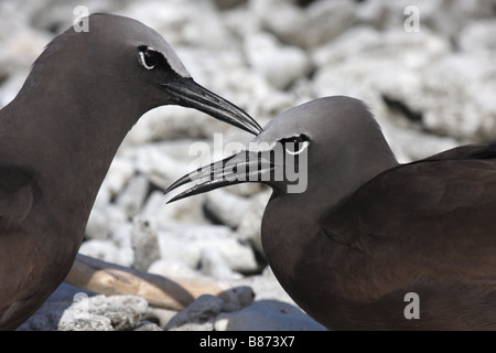 gemeinsamen Noddy ein Erwachsener einen anderen putzen Stockfoto