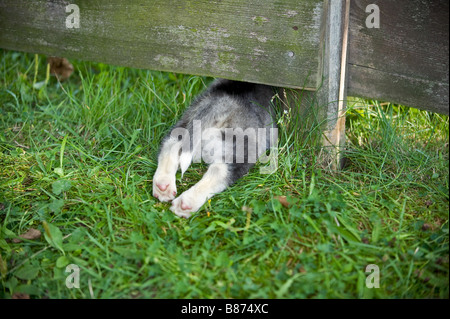 Siberian Husky Hund - Welpe auf Wiese Stockfoto