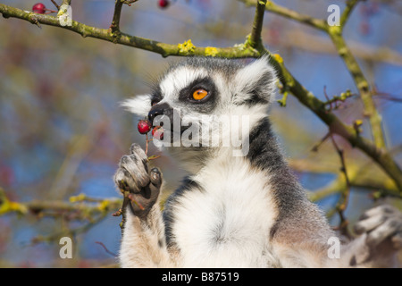 Ring-tailed Lemur Essen Beeren, in Gefangenschaft Stockfoto