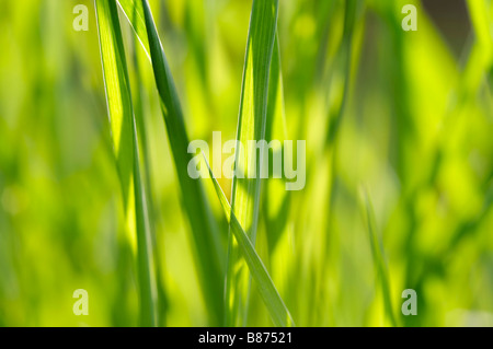 Abstrakte Schuss des Grases - Nahaufnahme Stockfoto