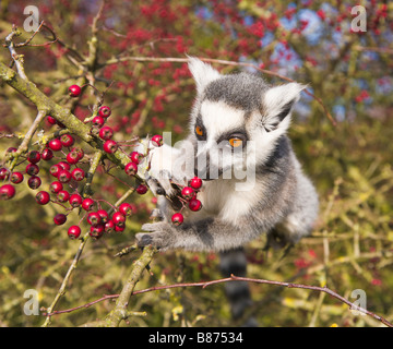 Ring-tailed Lemur Essen Beeren, in Gefangenschaft Stockfoto