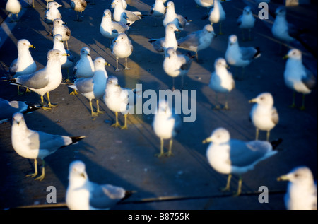 Gruppe von Möwen auf Bürgersteig stehen Stockfoto