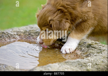 Australian Shepherd Hund - Welpe - trinken Stockfoto