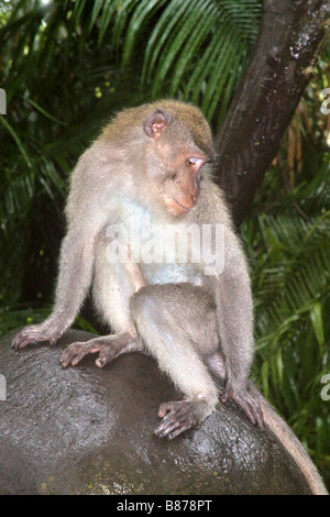 Juvenile lange tailed Macaque im Heiligen Monkey Forest Ubud Bali Stockfoto