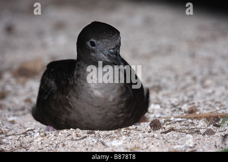 Wedge tailed Shearwater Schlafplatz auf Boden Stockfoto