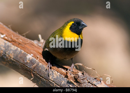 Kubanische Finch, Grassquit 'Tiaris Canorus' Stockfoto