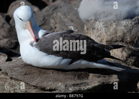 Erwachsene schwarz browed Albatros Diomedea Melanophris West Point-Island-Falkland-Inseln Stockfoto