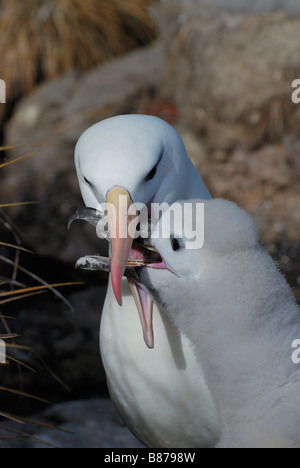 Schwarzen browed Albatros Diomedea Melanophris Elternteil Fütterung Küken West Point-Island-Falkland-Inseln Stockfoto