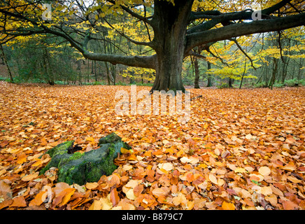 Buche Baumlandschaft am Rand, Alderley Edge, Cheshire, England, UK Stockfoto