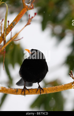 AMSEL Turdus Merula männlichen SITZSTANGEN ON Schnee bedeckt Zweig Stockfoto