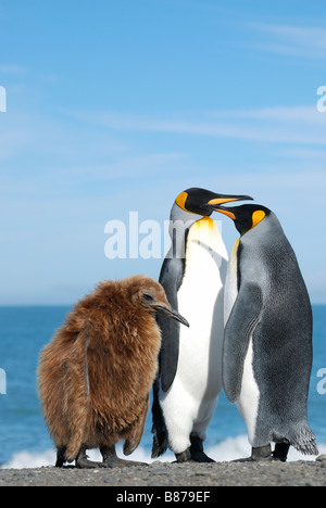 König Pinguin Küken und Erwachsenen Aptenodytes Patagonicus Gold Harbour Süd-Georgien Stockfoto