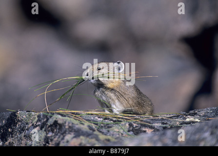 Amerikanische Pika mit Rasen / Ochotona Princeps Stockfoto