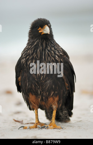 Gekerbten Caracara Phalcoboenus Australis Kadaver-Island-Falkland-Inseln Stockfoto