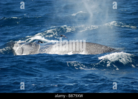 Antarktis Finnwal Balaenoptera Physalus Scotia Meer Antarktis Stockfoto