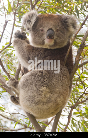 Koala "Phascolarctos Cinereus" auf natürlichen Zahnfleisch Baum Stockfoto