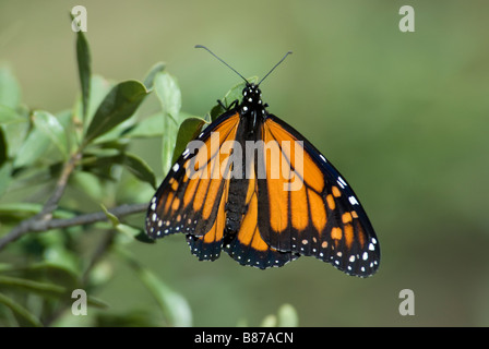 Monarch-Schmetterling "Danaus Plexippus" Stockfoto