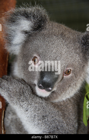 Juvenile Koala aus Südost-Queensland Stockfoto