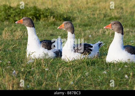 drei Pommerschen Gänse auf der Wiese Stockfoto