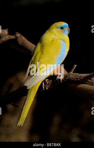 Türkisfarbenen Papagei, "Neophema Pulchella", Medium sized australische Grass Papagei Stockfoto